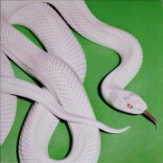 R-35008769-1758744127-9863